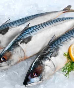 Mackerel