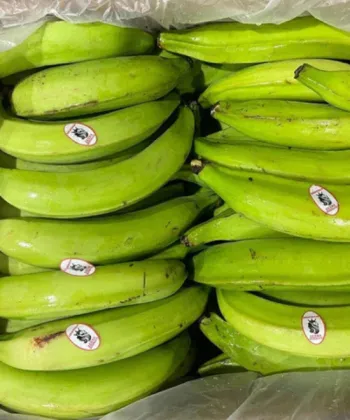 Unripe Plantain