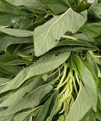 Fresh Efo Tete (Bunch)